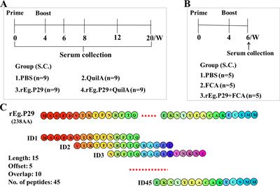 Optimizing sheep B-cell epitopes in Echinococcus granulosus recombinant antigen P29 for vaccine development